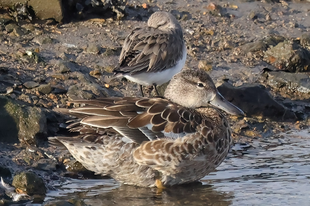 Blue-winged teal